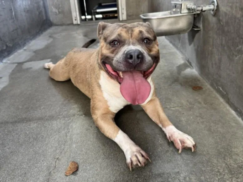 An adult medium-sized male American Bulldog dog named Chops for adoption in Van Nuys, CA