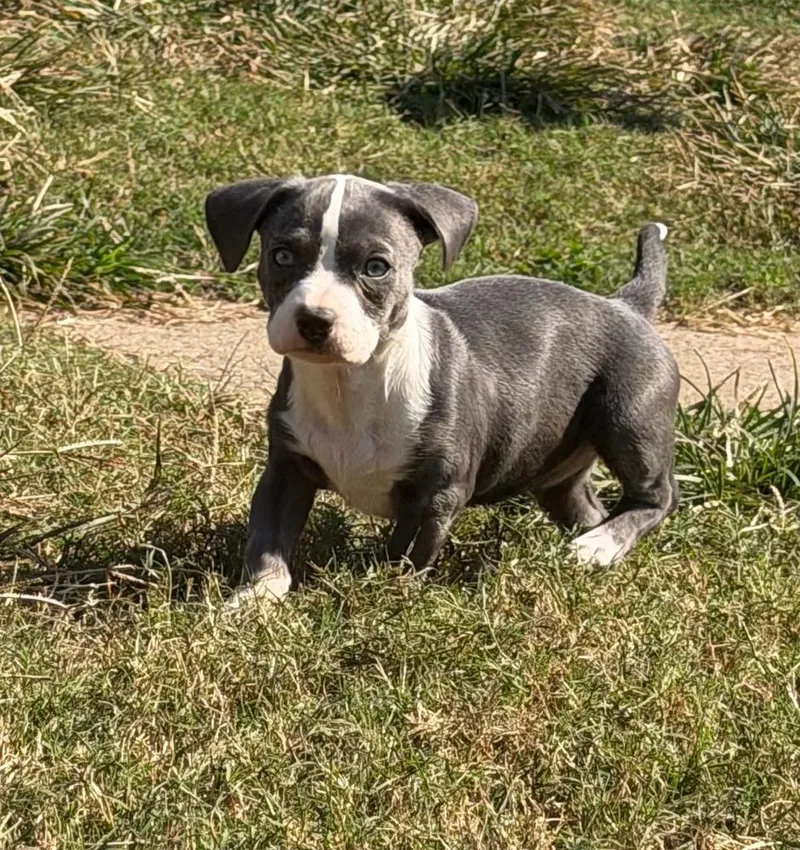 A baby medium-sized female Gray / Blue / Silver American Bully dog named Hurricane for adoption in Dutton, VA