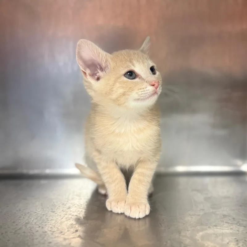 A baby small-sized male Buff / Tan / Fawn Domestic Short Hair cat named Bane for adoption in Hamilton, GA