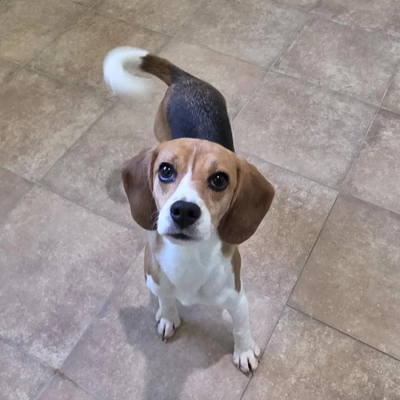 A young small-sized female White / Cream Beagle dog named Potato Chip for adoption in LOXAHATCHEE, FL