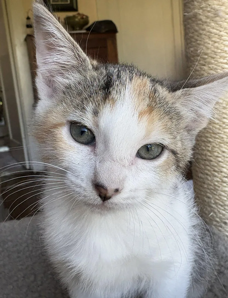 A baby medium-sized female Dilute Tortoiseshell cat named Desiree for adoption in San Jose, CA