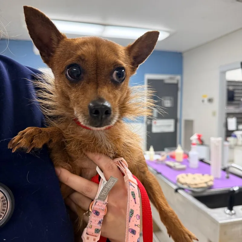 A senior small-sized female Yellow / Tan / Blond / Fawn Chihuahua dog named Raven for adoption in Indianapolis, IN