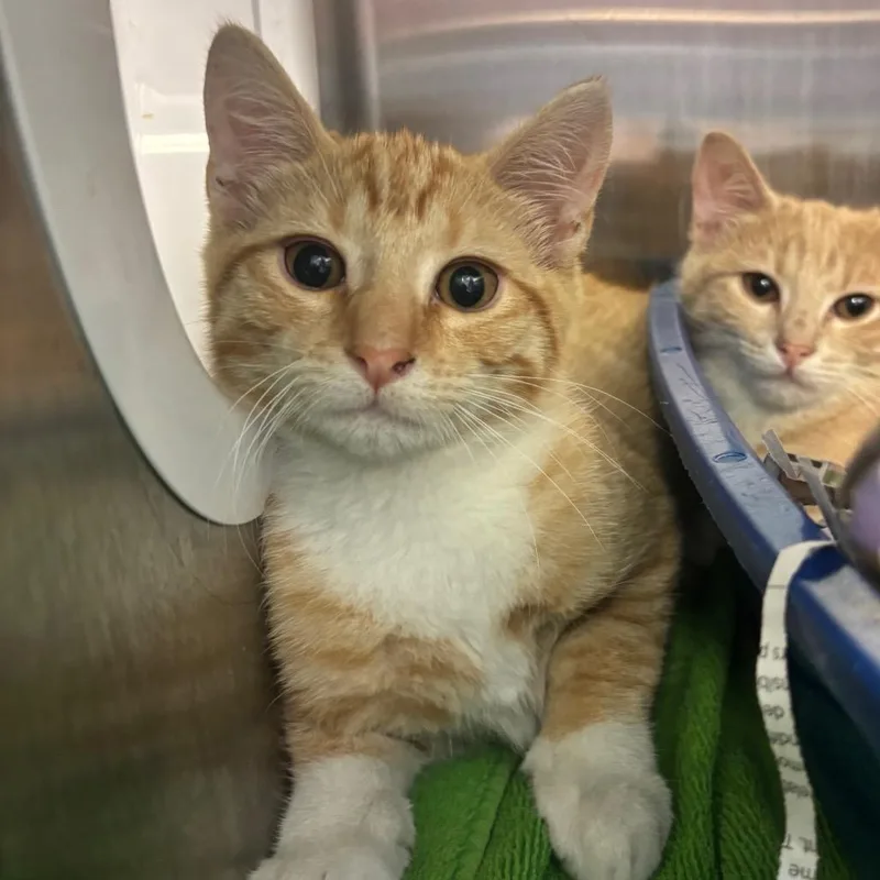 A baby small-sized male Orange / Red Domestic Short Hair cat named Abbot FKA Zack for adoption in Philadelphia, PA