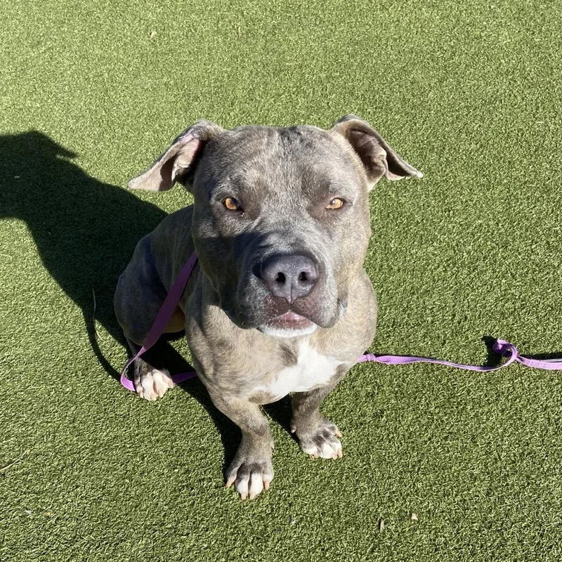 An adult large-sized male Gray / Blue / Silver Pit Bull Terrier dog named Bon Jovi for adoption in Albuquerque, NM