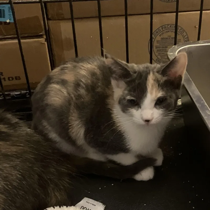 A baby small-sized female Dilute Tortoiseshell cat named Luna for adoption in Henderson, NV
