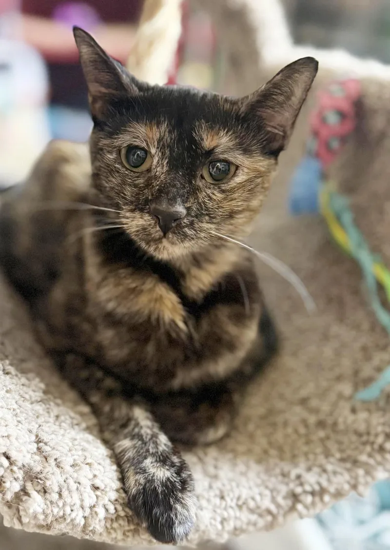 An adult medium-sized female Brown / Chocolate Tortoiseshell cat named Milan Bates for adoption in Chandler, AZ