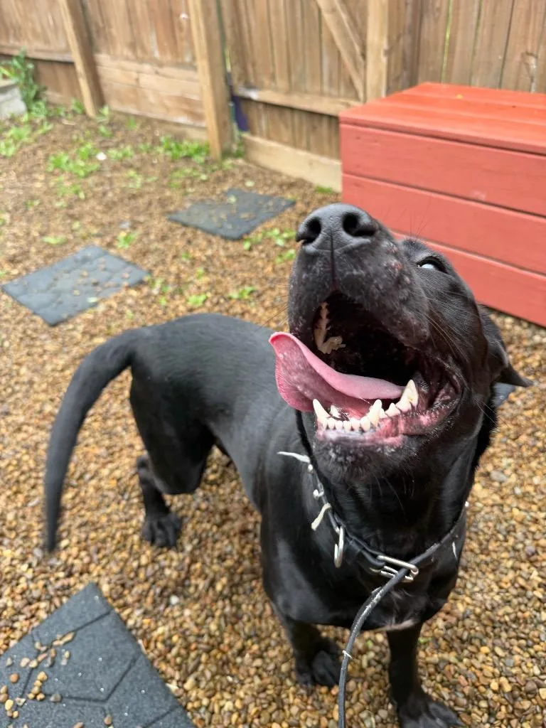 A young large-sized female Black Labrador Retriever dog named Paddy for adoption in New Manchester, WV