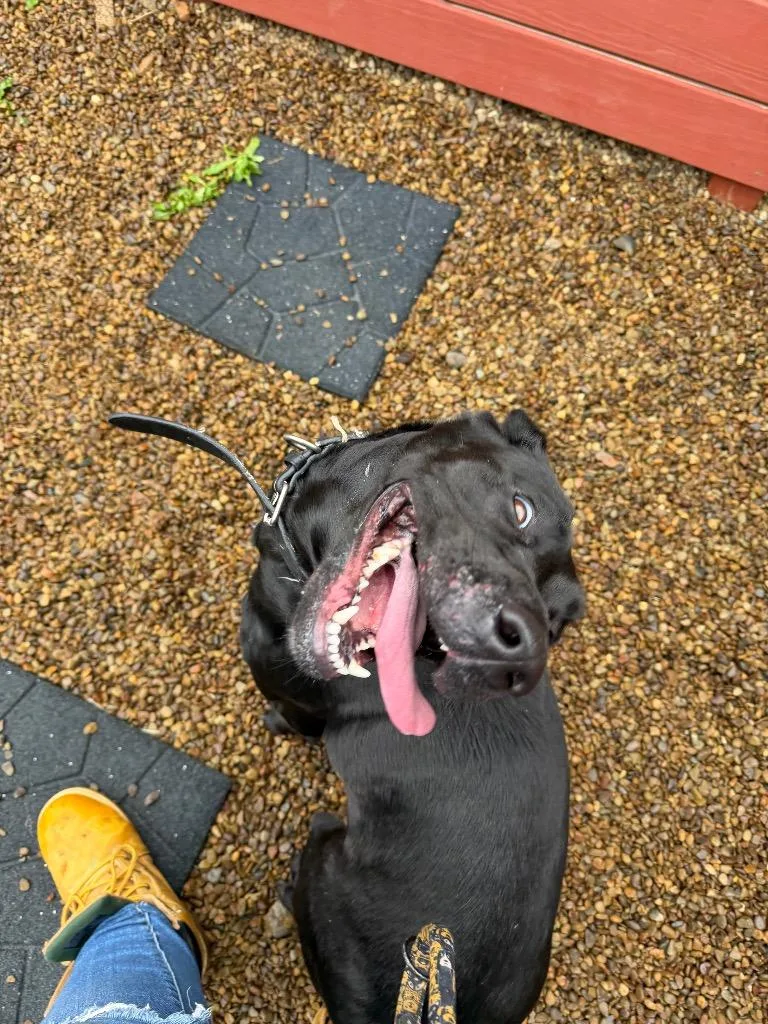 Paddy thumbnail 2