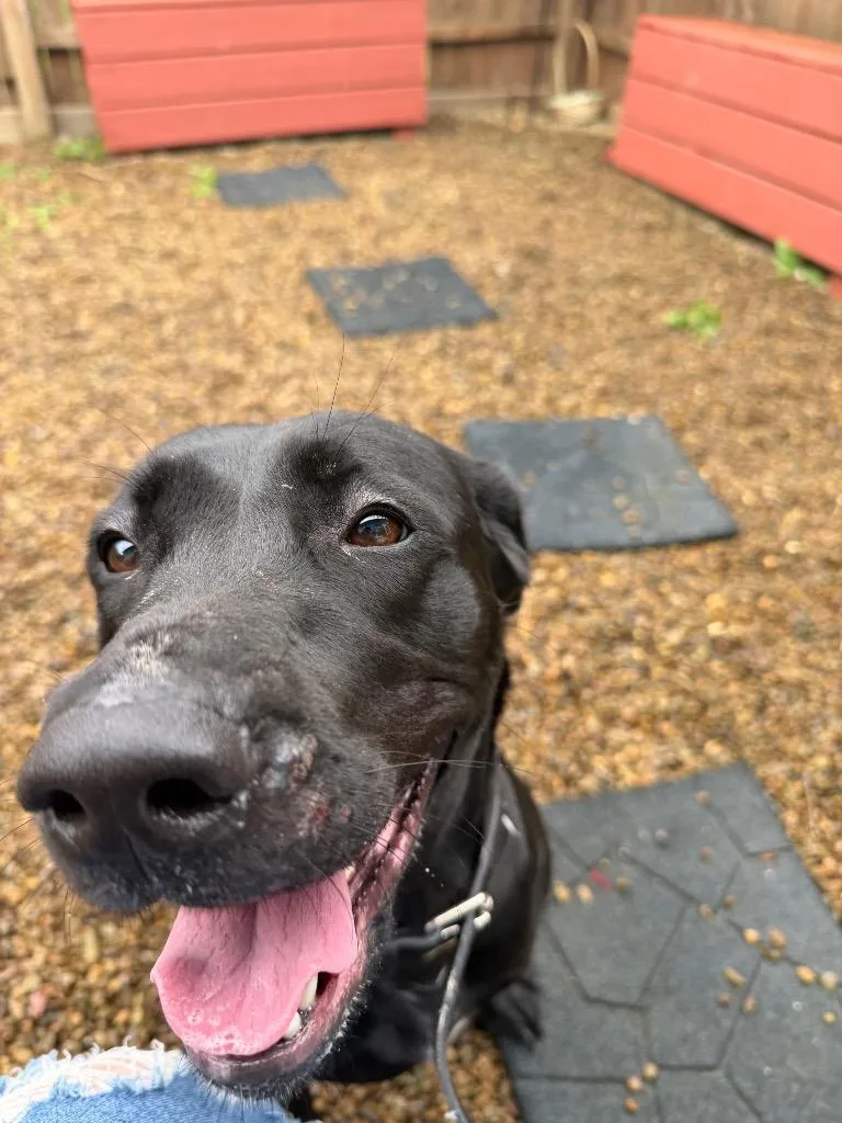 Paddy thumbnail 3
