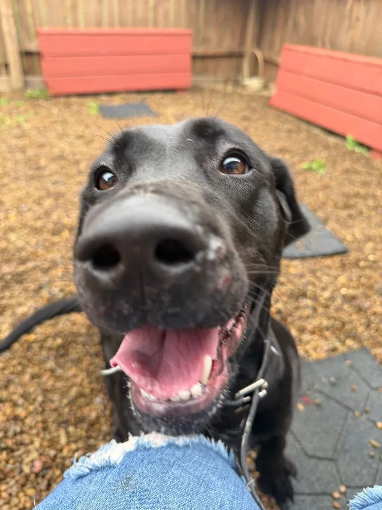 Paddy thumbnail 4