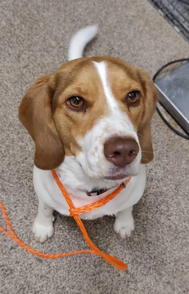 An adult medium-sized female Tricolor (Brown, Black, & White) Beagle dog named Lucy for adoption in Fruit Heights, UT