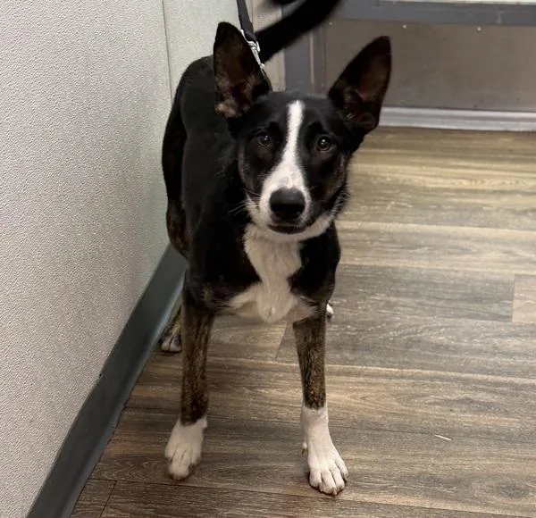 A young medium-sized female English Shepherd dog named Lubi for adoption in San Diego, CA