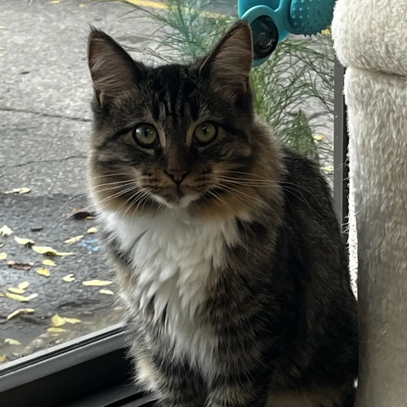 A young medium-sized female Domestic Long Hair cat named Clarissa for adoption in Grosse Ile, MI