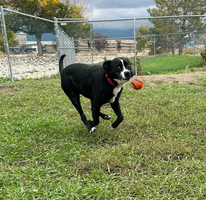 A young large-sized male Black Pit Bull Terrier dog named Spyder for adoption in Lindon, UT