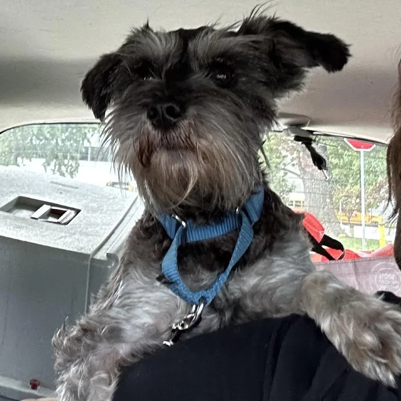 A young small-sized female Black Miniature Schnauzer dog named Gia for adoption in Kansas City, MO