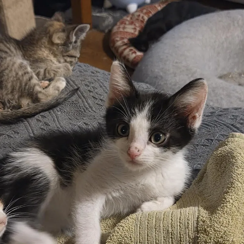 A baby small-sized male American Shorthair cat named Mang for adoption in mount vernon, AR