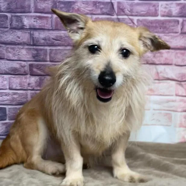 A senior small-sized female Yellow / Tan / Blond / Fawn Terrier dog named Blondie for adoption in Fort Collins, CO
