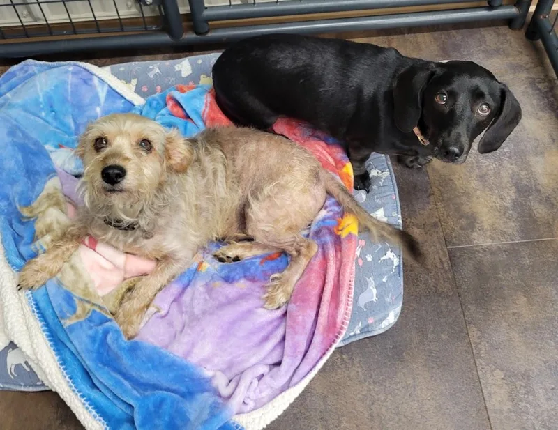 An adult small-sized male Gray / Blue / Silver Yorkshire Terrier dog named Dinky for adoption in Lisbon, OH