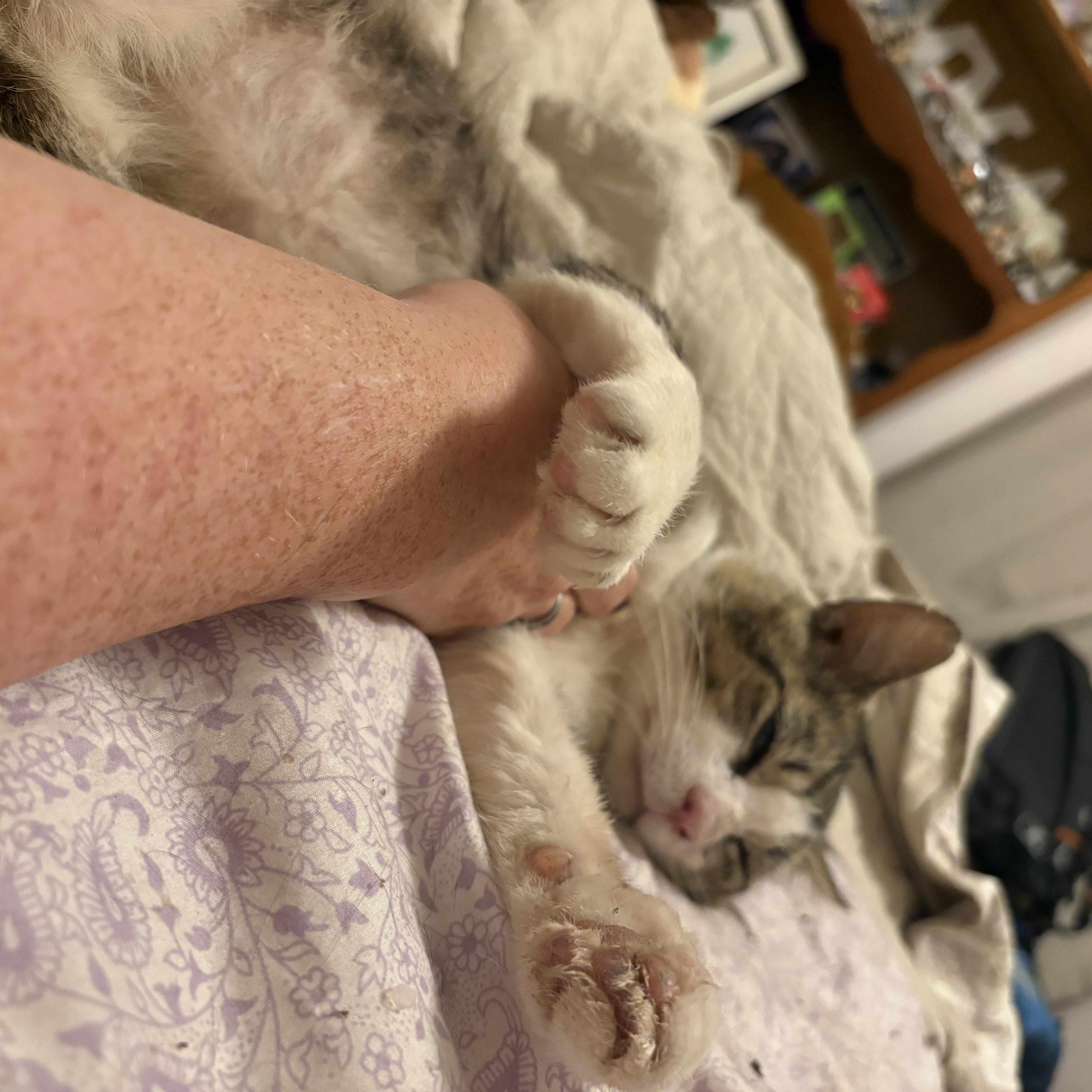 An adult medium-sized male Domestic Short Hair cat named Charlie for adoption in Pittsburgh, PA