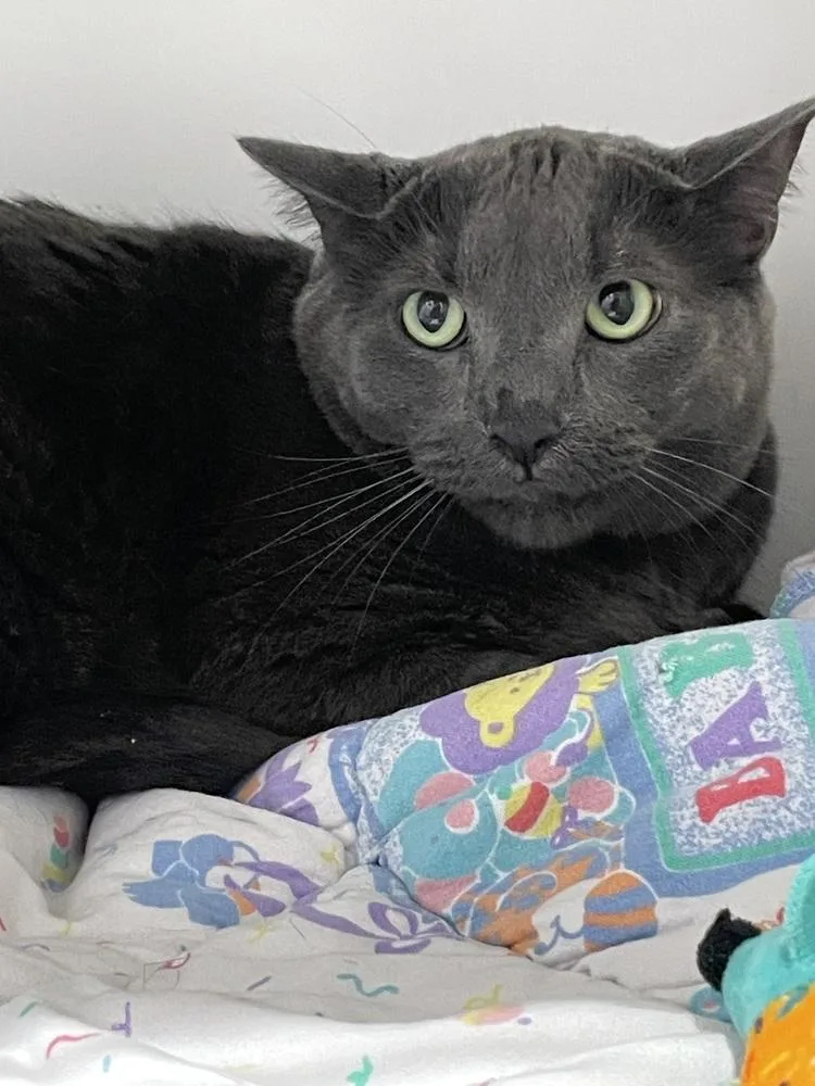 An adult large-sized male Domestic Short Hair cat named Coco for adoption in Ferndale, MI