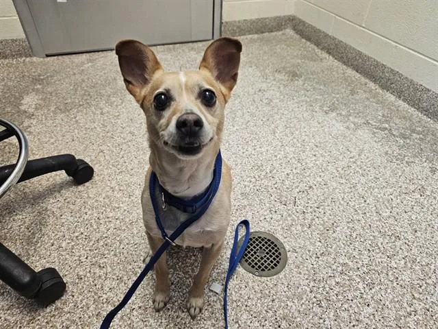 A senior small-sized male Chihuahua dog named Beau for adoption in Pueblo, CO