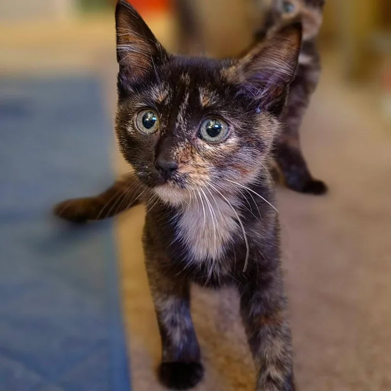 A baby small-sized female Domestic Short Hair cat named Salem for adoption in Kansas City, MO