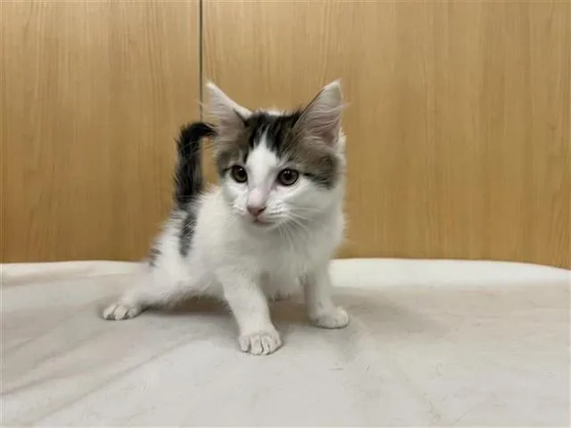 A baby small-sized male Domestic Medium Hair cat named Knight for adoption in Saint Louis, MO