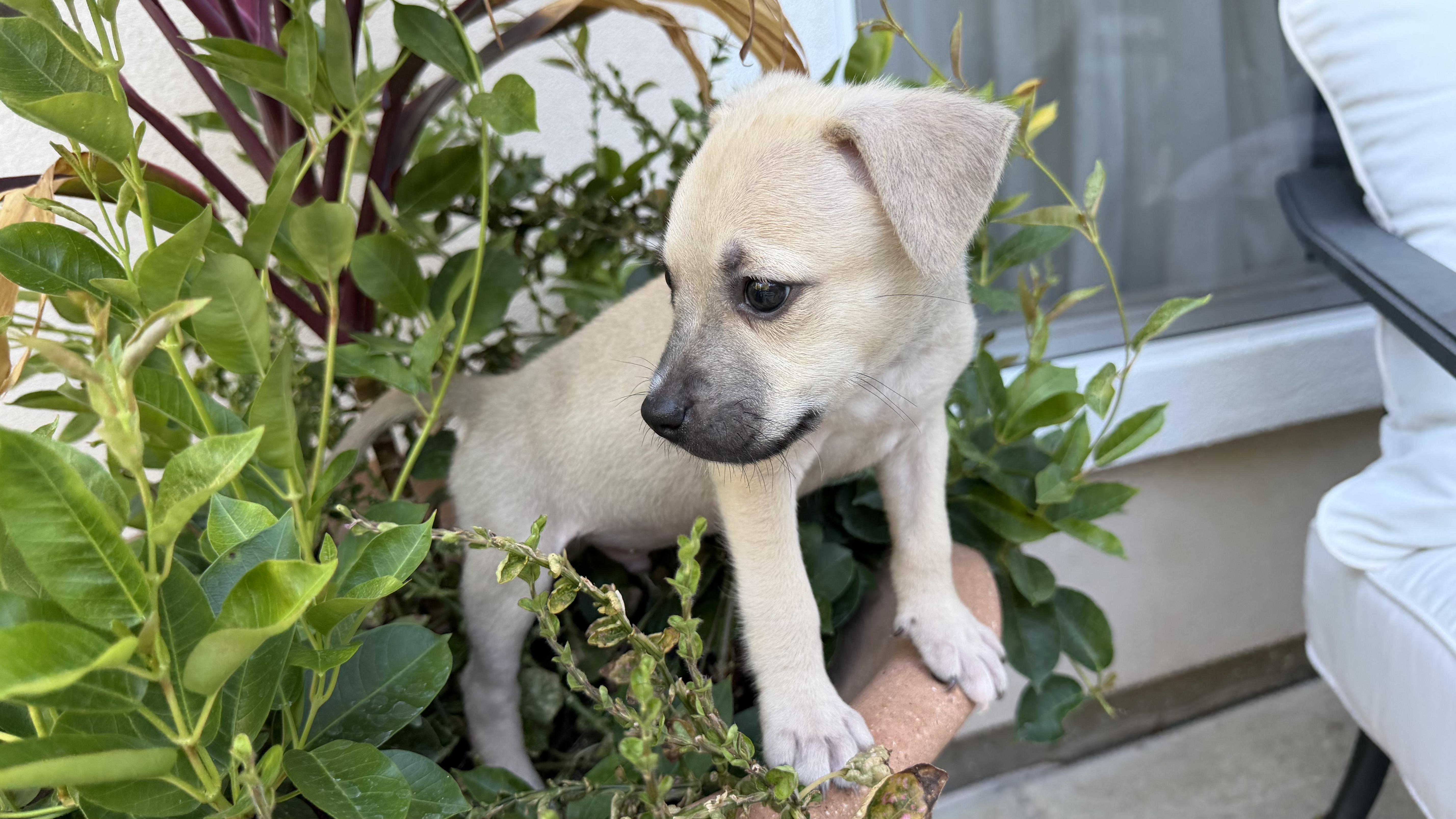 A baby medium-sized male Black Mouth Cur dog named Shiloh for adoption in Plano, TX