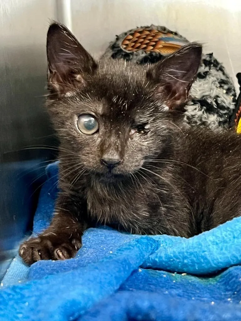 A baby small-sized male Domestic Short Hair cat named Fetty Wap for adoption in Sebastian, FL
