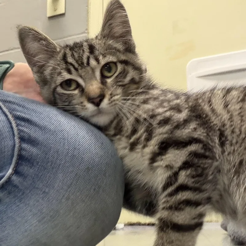 A baby medium-sized male Tabby (Buff / Tan / Fawn) Domestic Short Hair cat named Rocco for adoption in Latrobe, PA