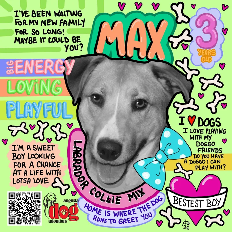 An adult large-sized male Collie dog named Max for adoption in Stuarts Draft, VA