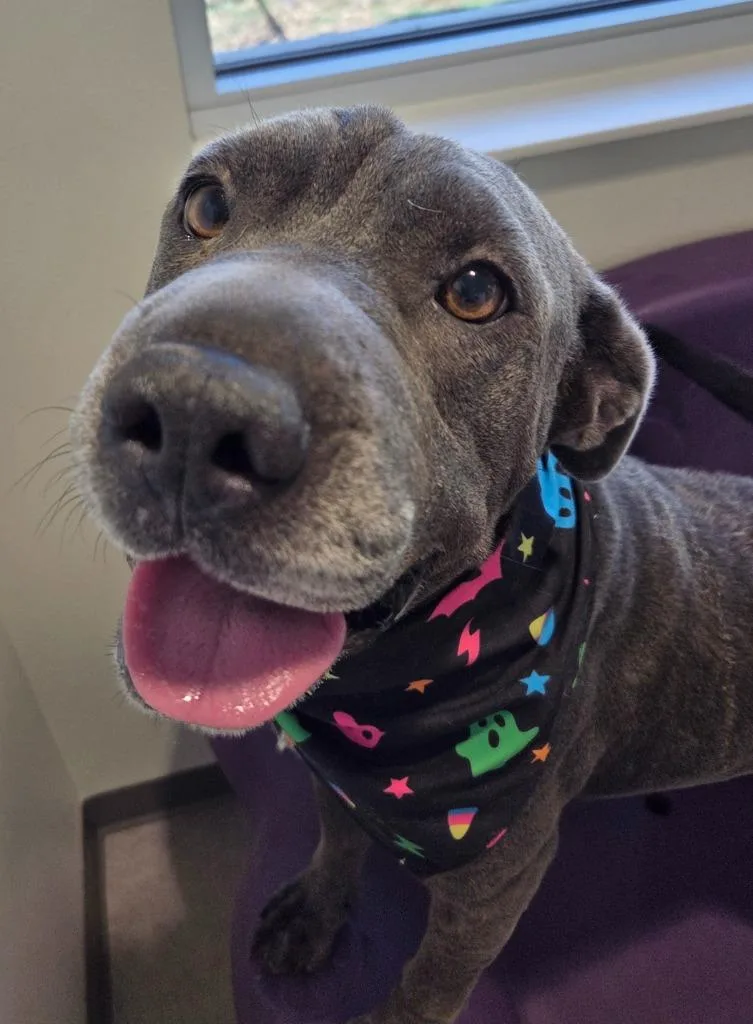 An adult medium-sized female Shar-Pei dog named Madonna for adoption in Bossier City, LA