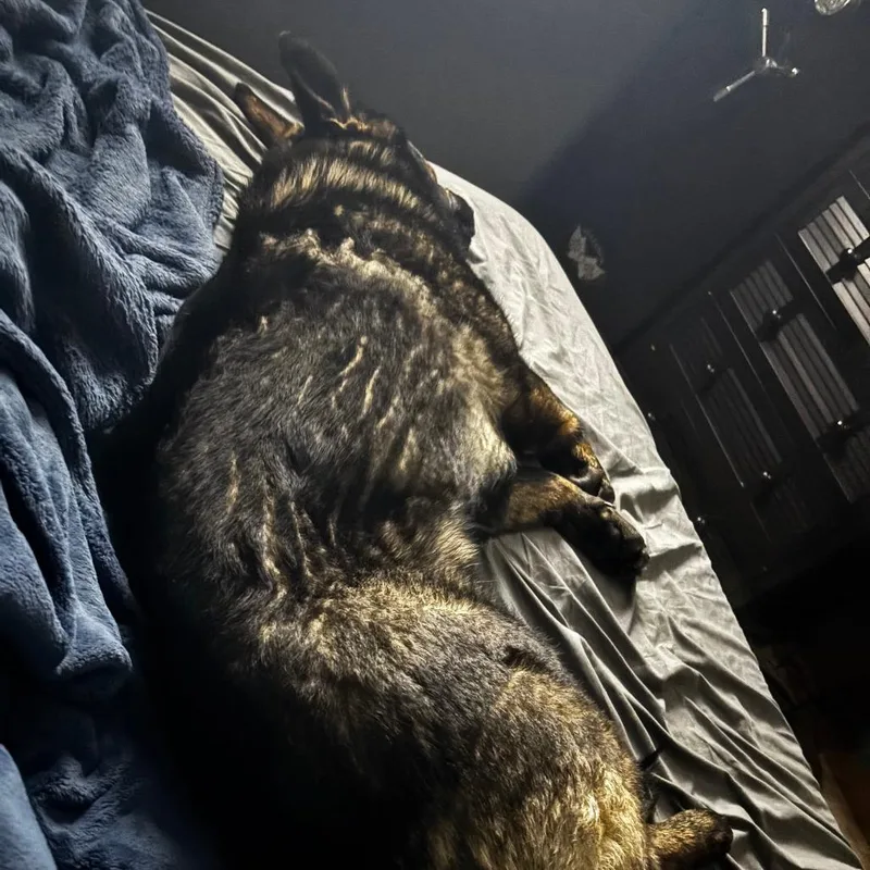 Harley Davidson D thumbnail 3