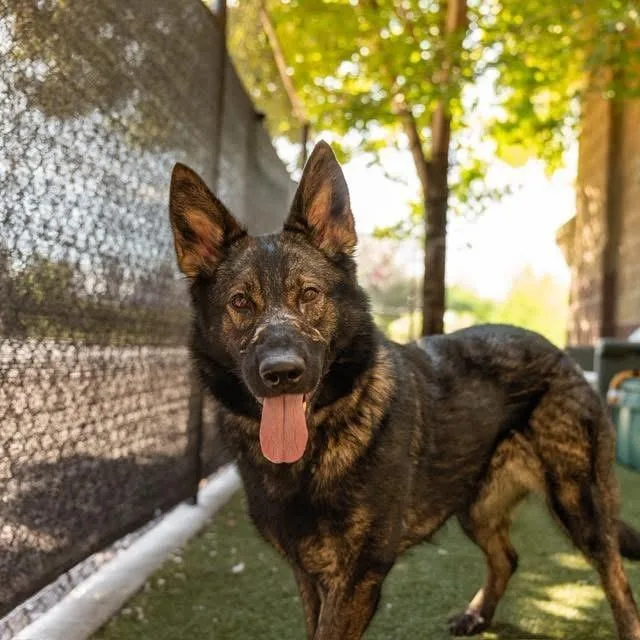 Harley Davidson D thumbnail 4