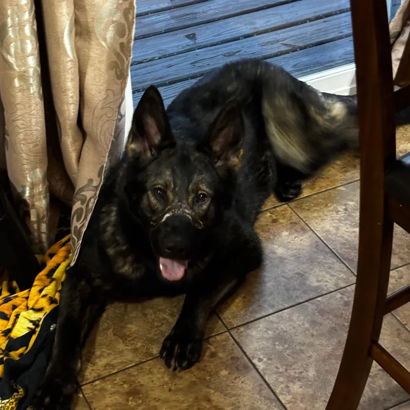 Harley Davidson D thumbnail 5