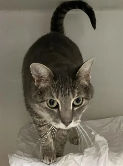 An adult medium-sized female Domestic Short Hair cat named Jo Jo for adoption in Boston, MA