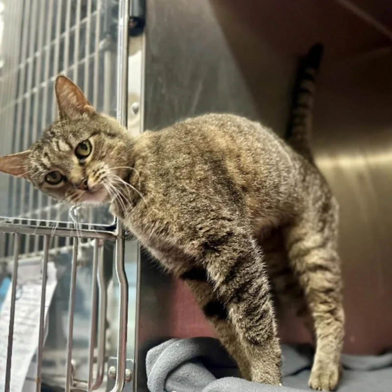 An adult medium-sized female Brown / Chocolate Domestic Short Hair cat named Tigress for adoption in Hinsdale, IL