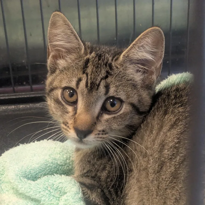 A baby small-sized female Brown / Chocolate Domestic Short Hair cat named Ellery for adoption in Birmingham, AL