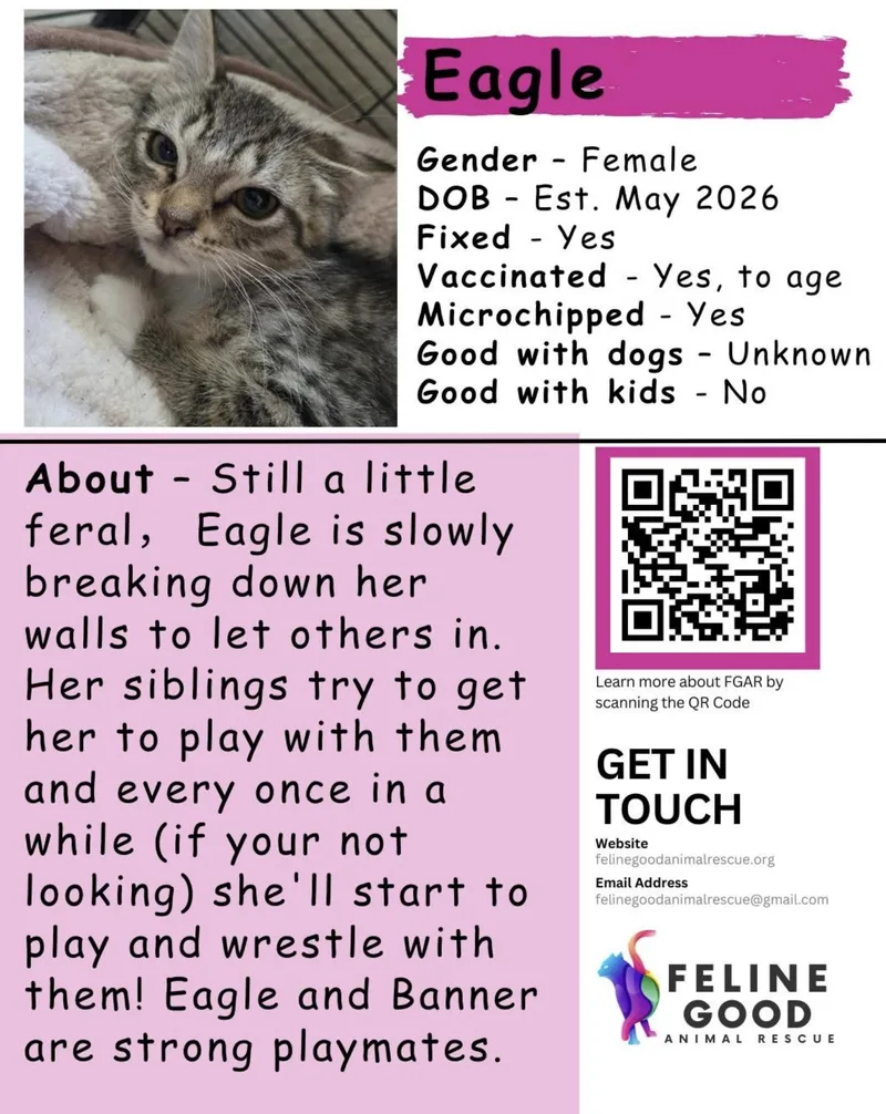 A baby medium-sized female Tabby (Brown / Chocolate) Domestic Short Hair cat named Eagle for adoption in Eugene, OR