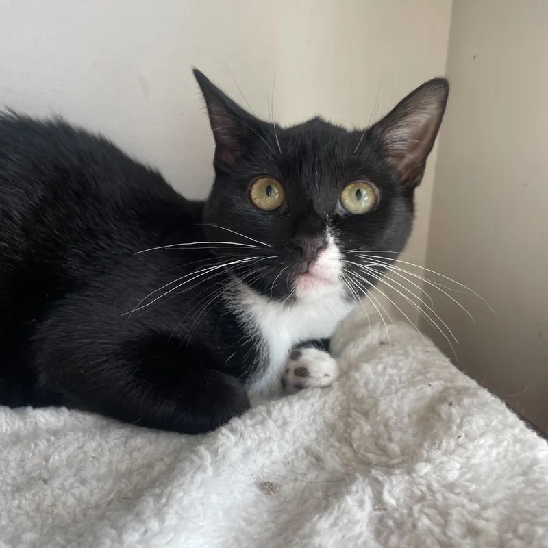 A young small-sized female Black Domestic Short Hair cat named Marley for adoption in Howard beach, NY