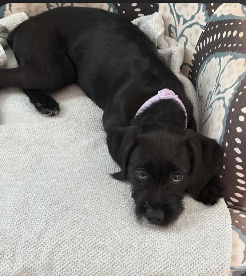 A baby medium-sized female Terrier dog named May Belle for adoption in Saunderstown, RI