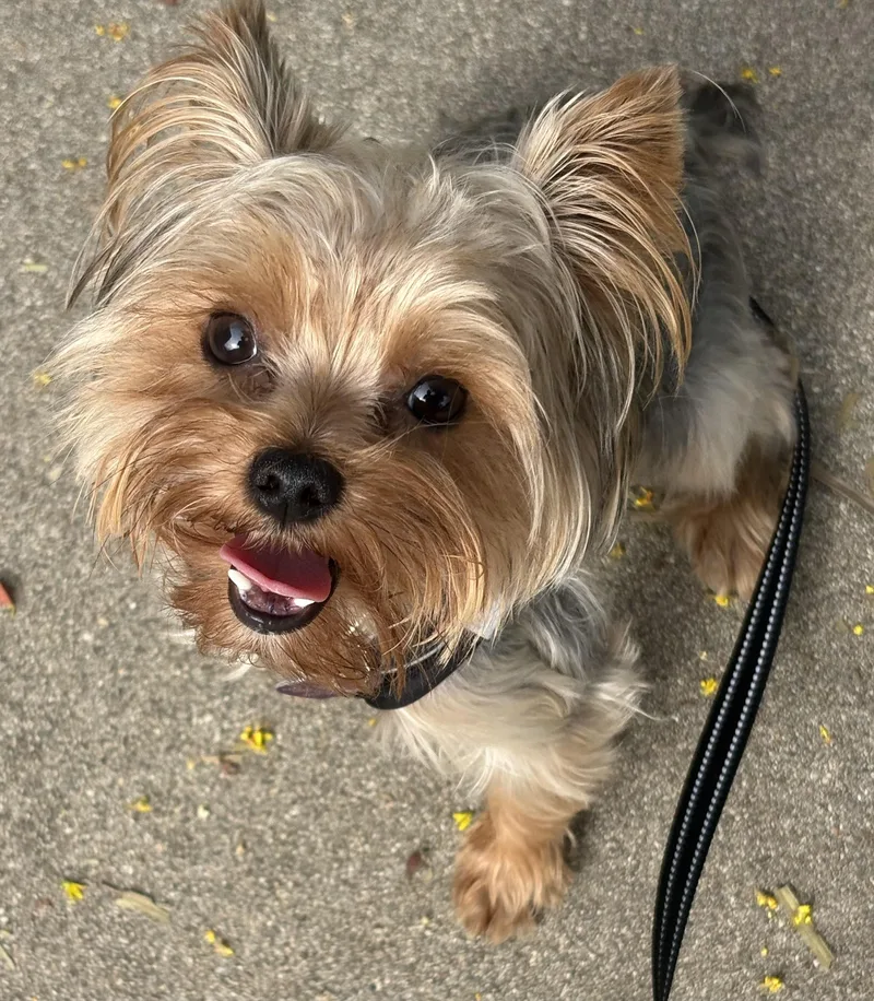 A young small-sized male Yorkshire Terrier dog named Harvey for adoption in Covina, CA