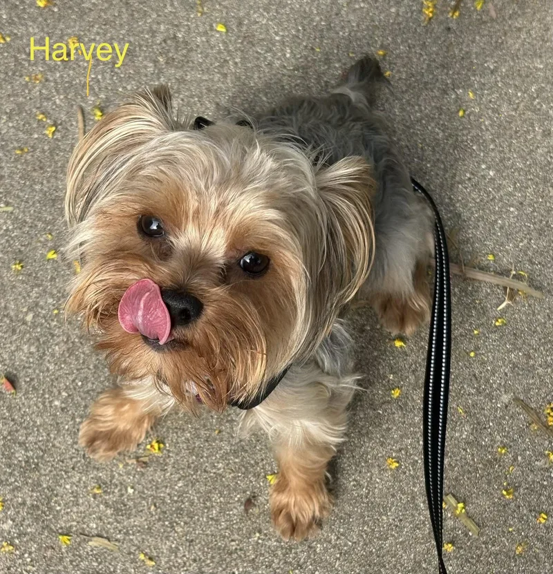 Harvey thumbnail 2