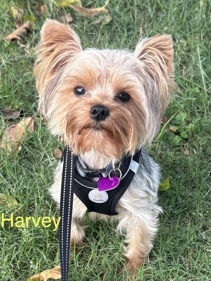 Harvey thumbnail 3