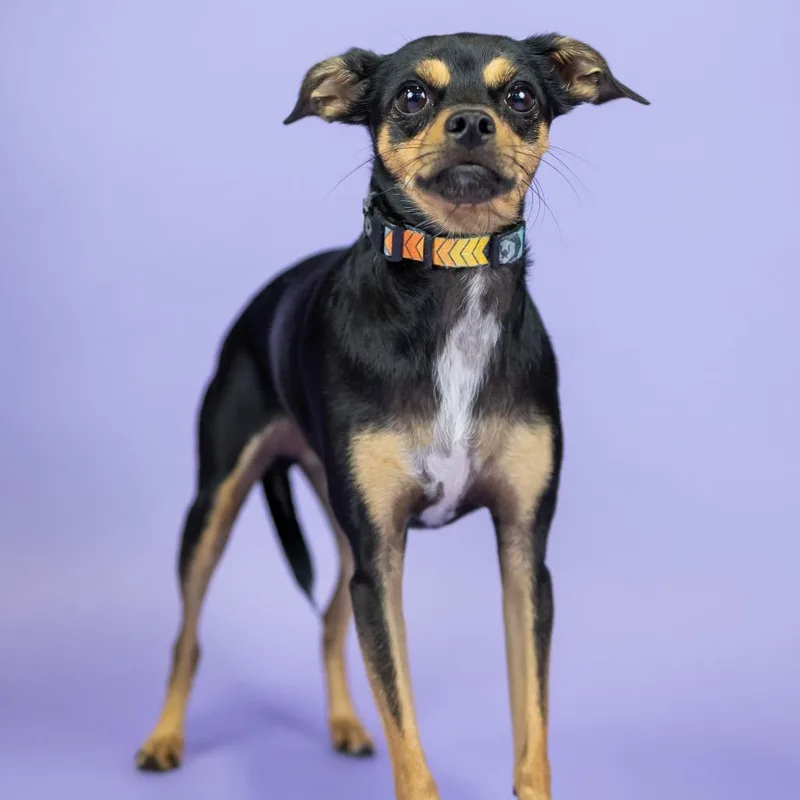 An adult medium-sized male Black Chihuahua dog named Kenny for adoption in Portland, OR