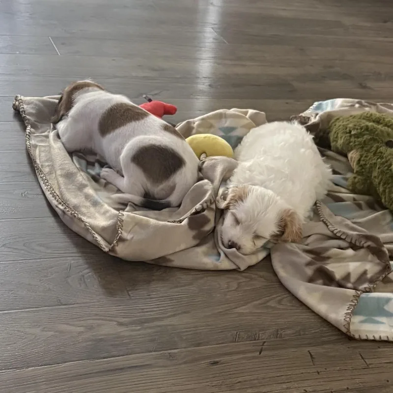 Dog Den Mystery