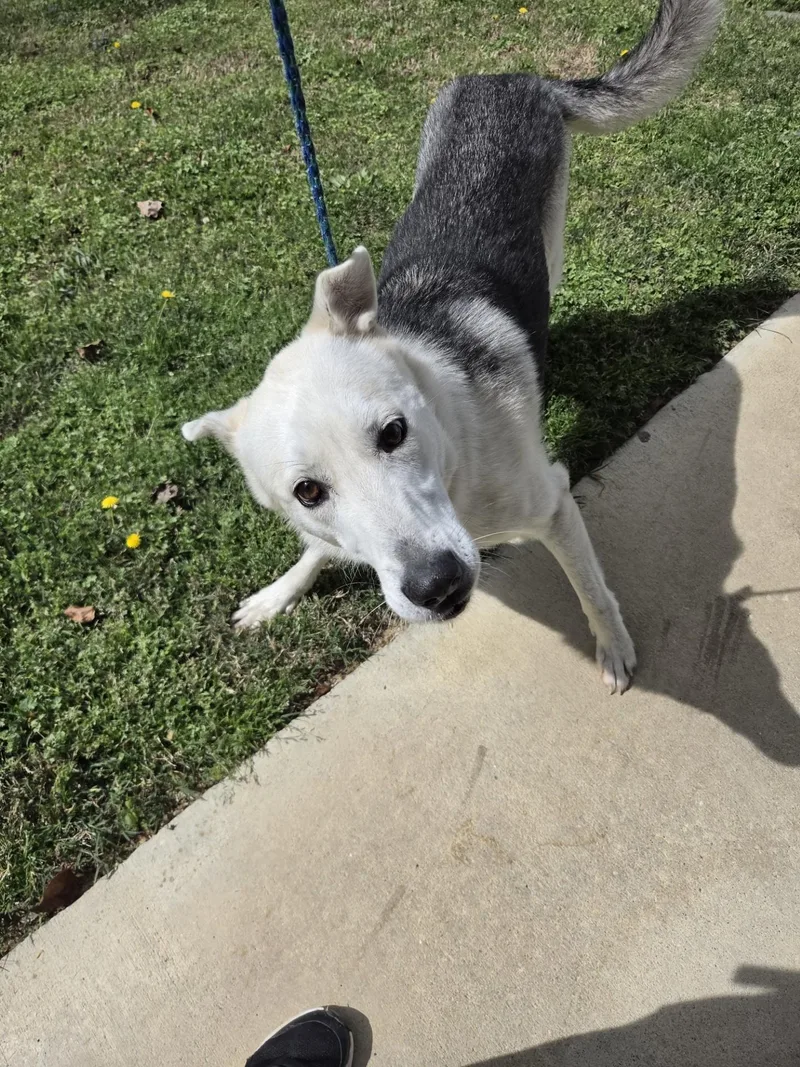 Magnolia thumbnail 2