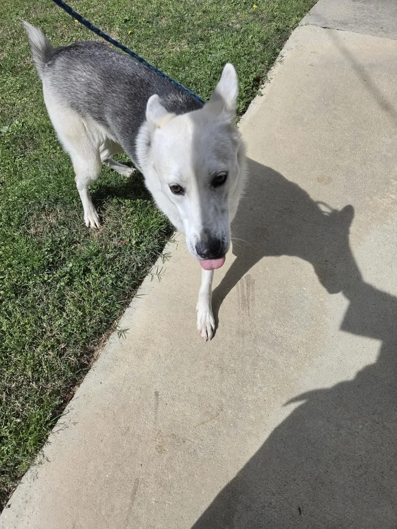 Magnolia thumbnail 3