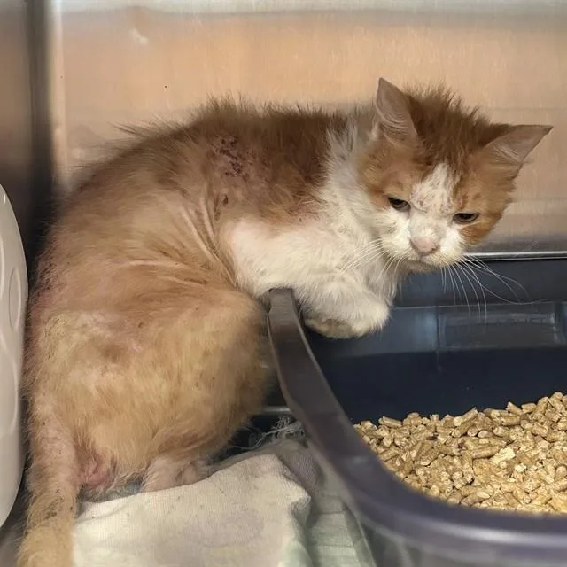 An adult medium-sized male Domestic Short Hair cat named Fuzzy Wuzzy for adoption in Huntsville, AL