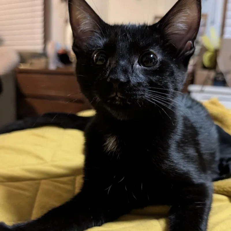 A baby medium-sized female Black Domestic Short Hair cat named Selkie for adoption in Omaha, NE